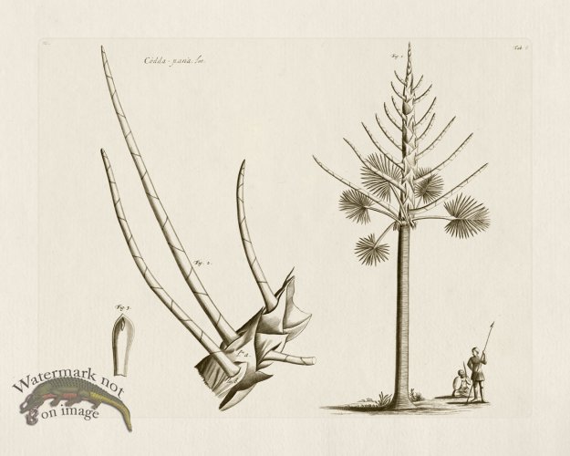 (image for) HORTUS VOl 03 06