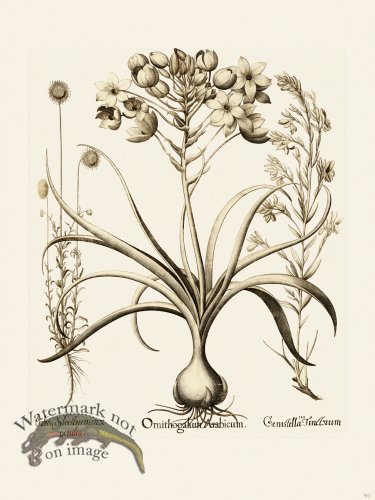 (image for) Besler 091 B1