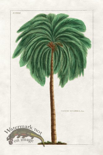 (image for) Buchoz Palm 09