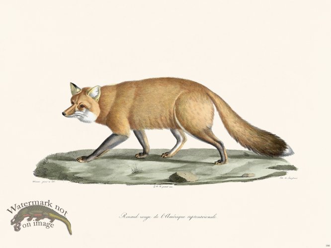 (image for) Cuvier 166 Red Fox Nth America