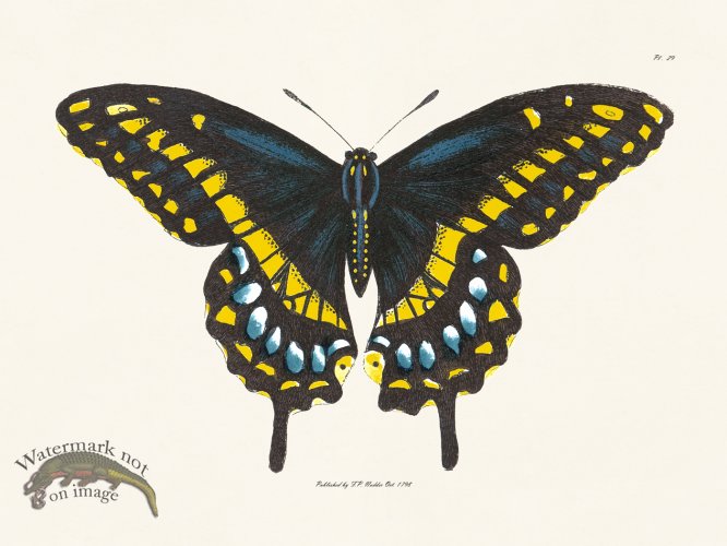 (image for) Nodder BF 29