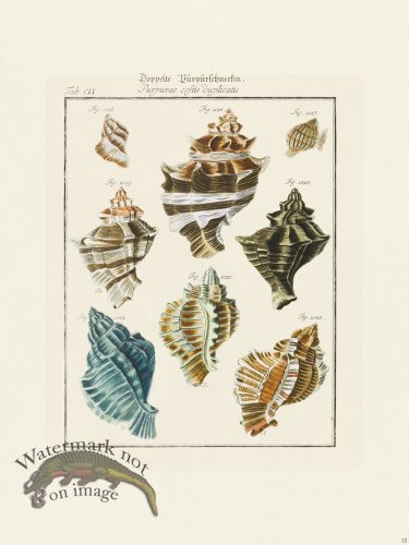 (image for) Martini Shells 052