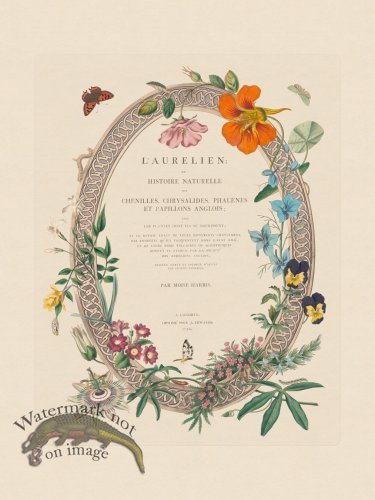 (image for) Moses Harris Insects title