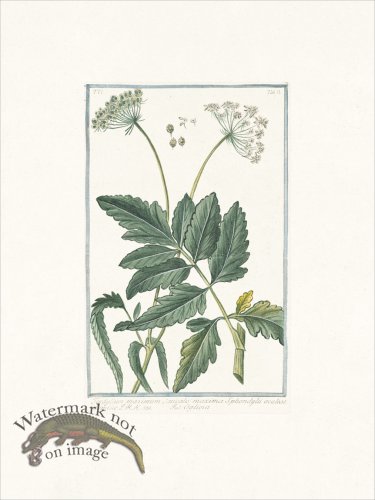 (image for) Bonelli 502 Hartwort