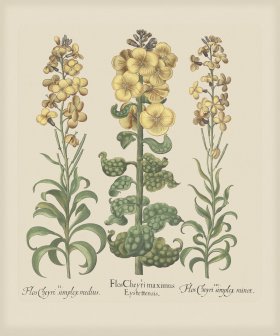 Besler 170 Colored B2