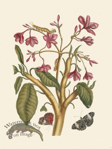 (image for) Merian Metamorphosis 08