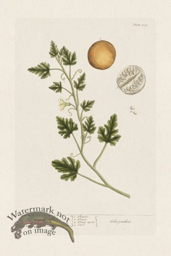 (image for) BEE 441 Coloquintida