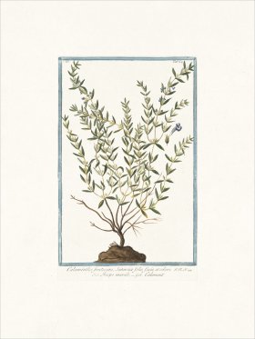 Bonelli 264 Shrubby Calamint