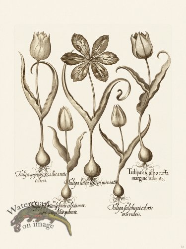 (image for) Besler 072 B1