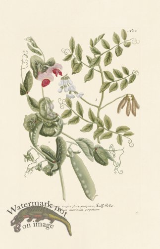 (image for) Weinmann PL 818