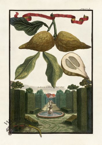 (image for) Volckamer 042