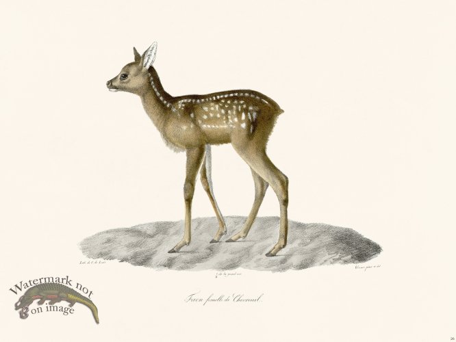 Cuvier 026 Female Fawn