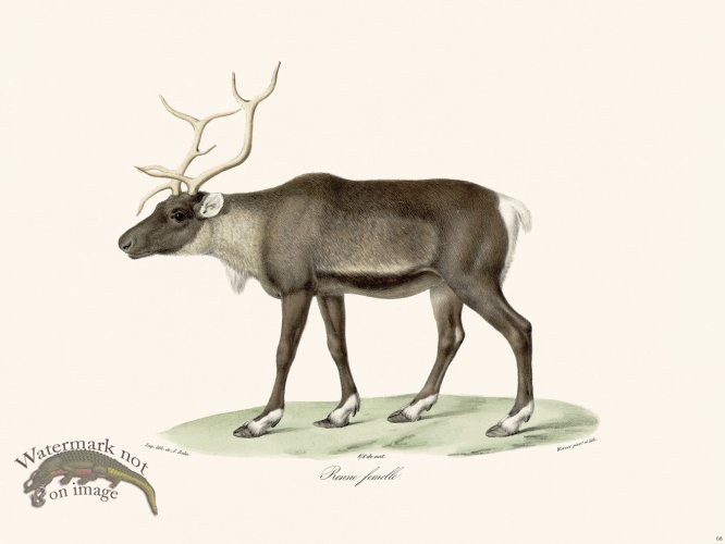 (image for) Cuvier 008 Female Reindeer