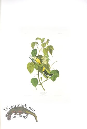 (image for) Hemlock Warbler