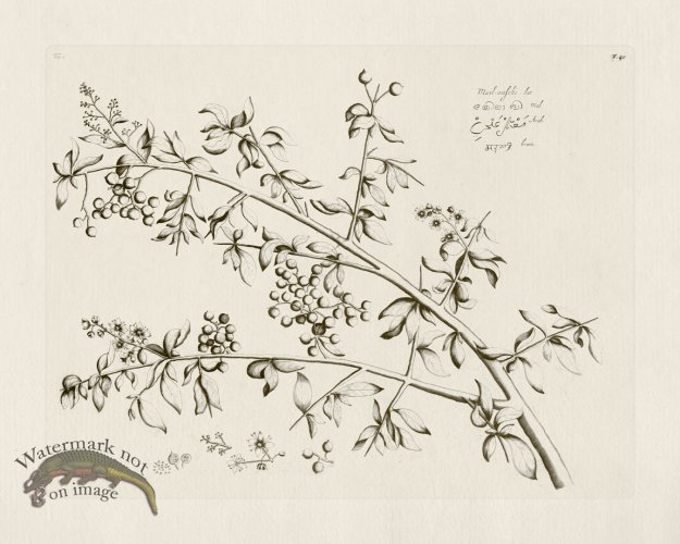 (image for) HORTUS VOL 01 40