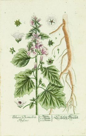 Blackwell German 016