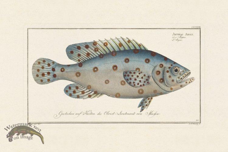 (image for) BLOCH FISH 317