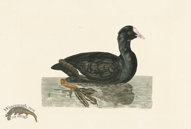 (image for) Pennant Zoology 056