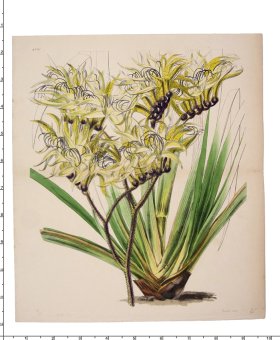 Curtis Botanical 088