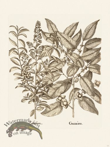 (image for) Besler 013 B1