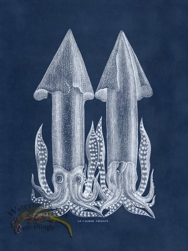 (image for) Octopus Blue 35