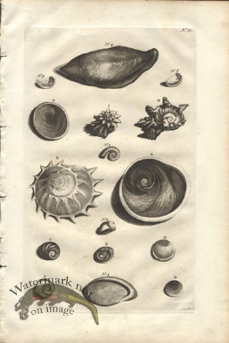 (image for) Rumphius 20