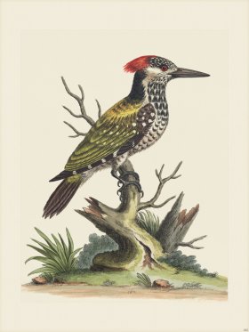 Edwards 182 Indian Wood-Pecker