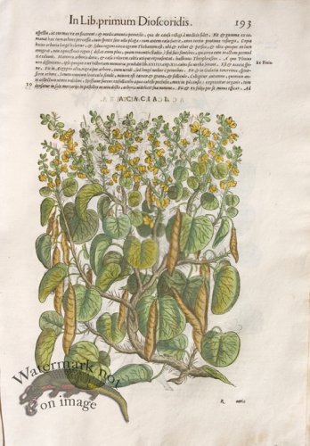 (image for) WB Botanicals 23