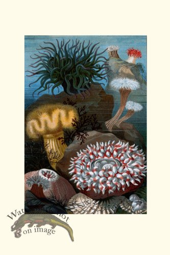 (image for) Underwater 04