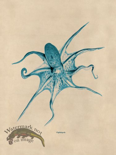 (image for) Octopus Teal 25