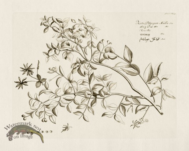 (image for) HORTUS VOl 06 53