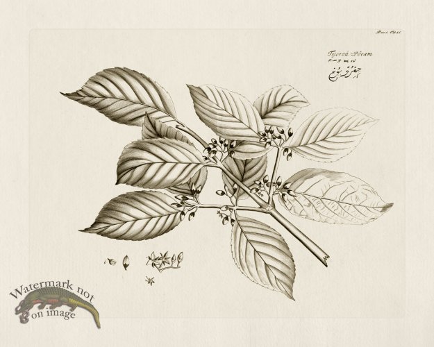 (image for) HORTUS VOl 05 56