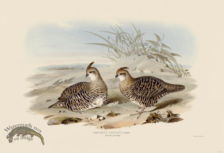 (image for) 14 Fasciated partridge