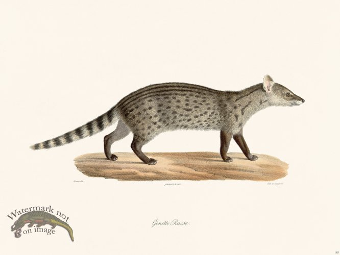 (image for) Cuvier 185 Cenette Rasse