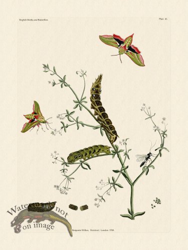 (image for) Wilkes Butterflies 041