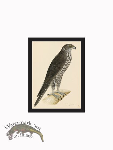 (image for) Rudbeck CFA_BF 13 GYR FALCON