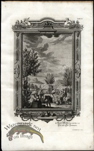 (image for) Scheuchzer 17