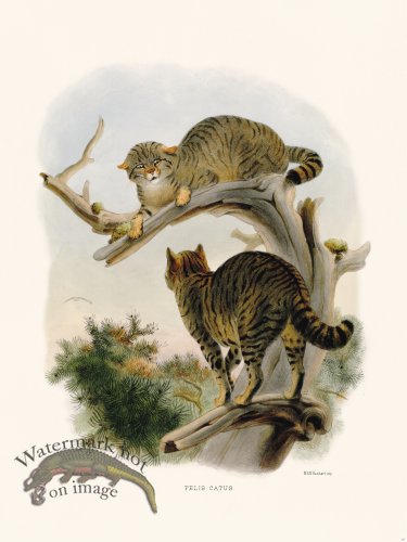 (image for) Elliot Cat 30 problem