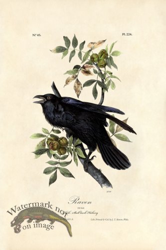 (image for) Raven