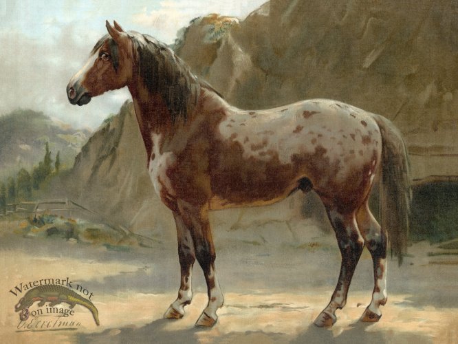 (image for) Pinzgauer by Eerelman