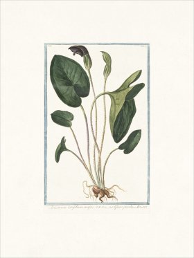 Bonelli 179 Giaro piccolo