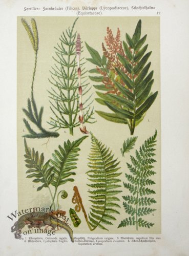 (image for) Botanical Atlas 1911 07