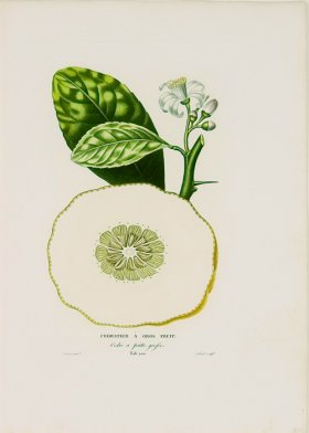 Poiteau Citrus 22