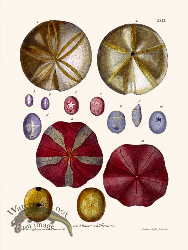 (image for) Knorr Sealife 22