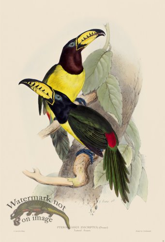 (image for) Lettered Aracari