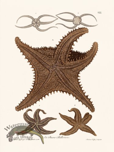 (image for) Knorr Sealife 07