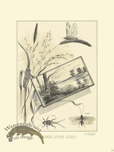 (image for) Favorite Flies 33