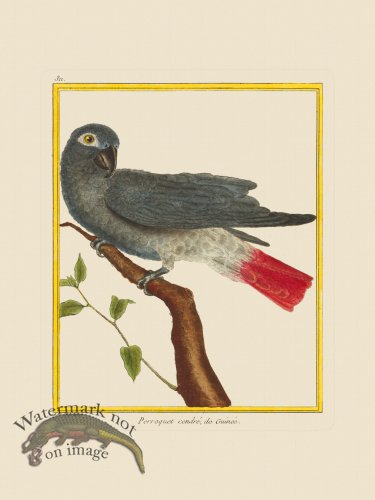 (image for) Martinet Bird 311