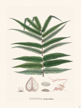 Ferns of Brazil 35