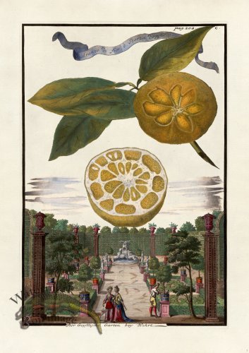 (image for) Volckamer 005